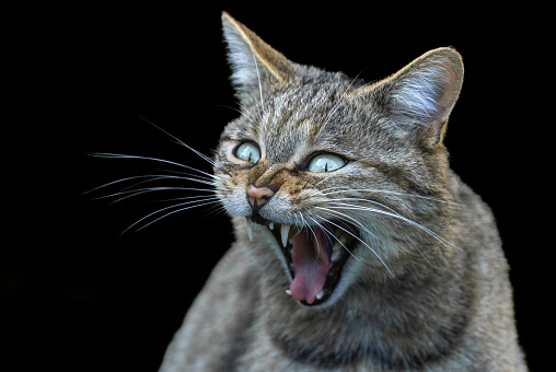 maine coon kitten in front of white background