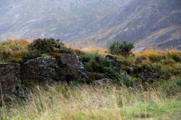 Ancient stone wall remains in the scottish highlands