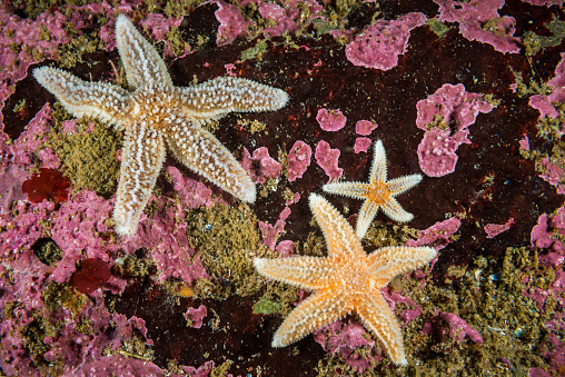 Common starfish underwater hunting for blue mussels in the St. Lawrence River