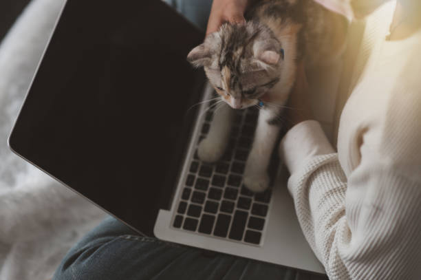 istock A woman uses a notebook computer with a cat on his lap. 1435301778