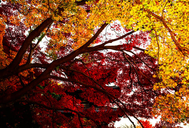 istock Creative  Nara,Japan pictures 1435302065
