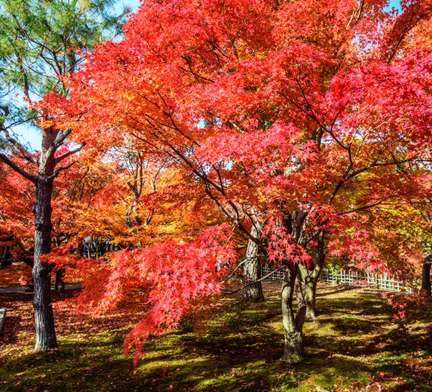istock Creative  Nara,Japan pictures 1435302124