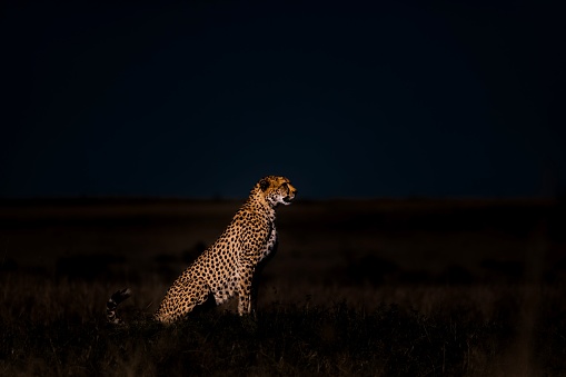 A close-up shot of a cheetah on a field in the evening