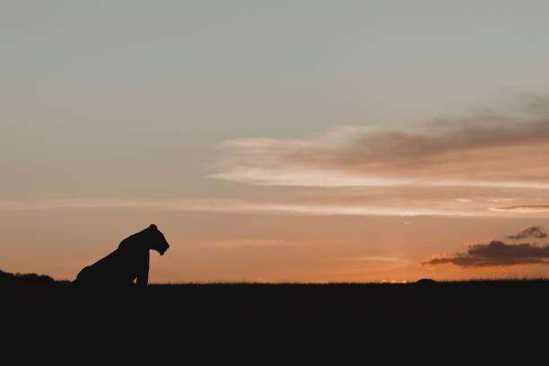 istock Silhouette of a lion during a sunset 1435302261