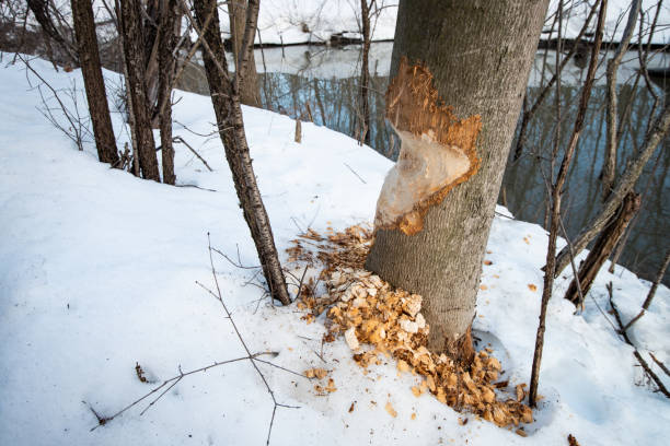 Beaver Tree Falling 2,000+ Beaver Tree Damage Stock Photos, Pictures & Royalty-Free Images ...