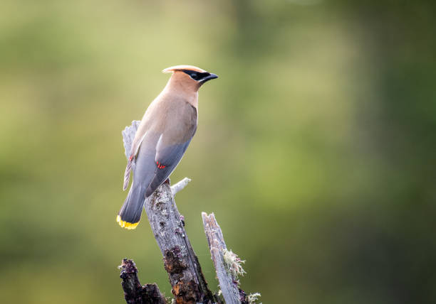 Cedar Waxwing perched on a dead tree over a marsh Cedar Waxwing perched on a dead tree over a marsh cedar waxwing stock pictures, royalty-free photos & images