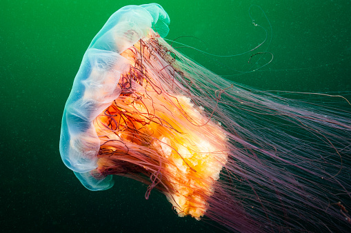 Jellyfish. Surreal. Night dive photo. Fantastic colours.