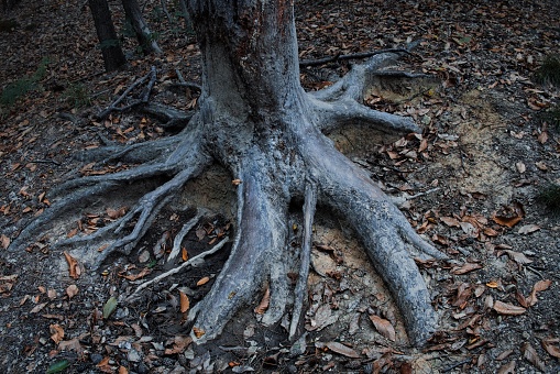 immense secular oak roots in the Italian woods of Liguria, in the autumn of 2022