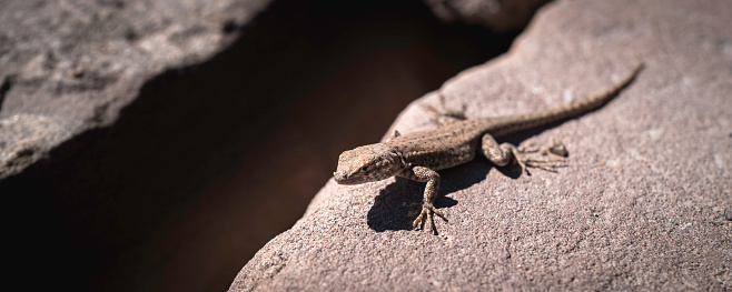 Little brown gecko lizard in Petrified Forest National Park in the town of Holbrook in Northern Arizona, USA. Arid desert wilderness landscape of the Southwest.