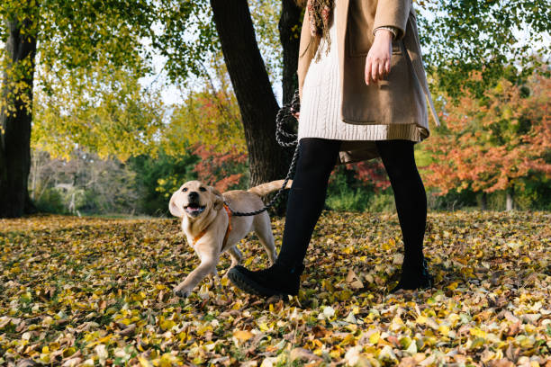 istock dog walk with Labrador puppy in autumn forest 1435309802