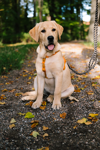 4-month old puppy sits on footpath in forest