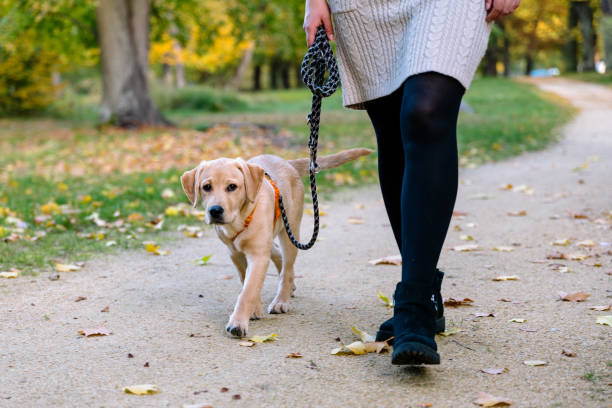 istock dog walk with Labrador puppy in autumn forest 1435310561