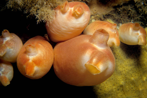 sea peach underwater - ascidiacea bildbanksfoton och bilder