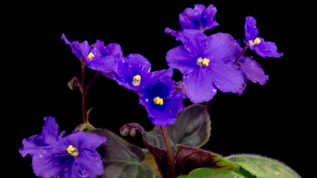 Time Lapse of Growing and Opening Purple Saintpaulia African Violet