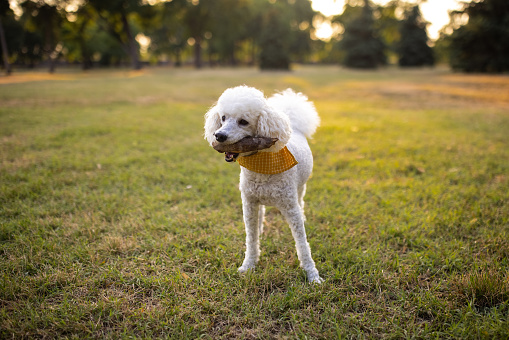 Portrait of a beautiful white poodle dog in park.