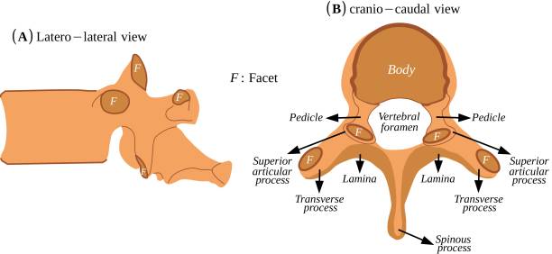 строение позвонка - vertebral body stock illustrations