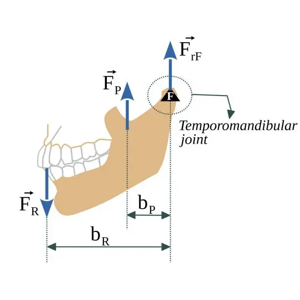 Vector illustration of The mandibular lever