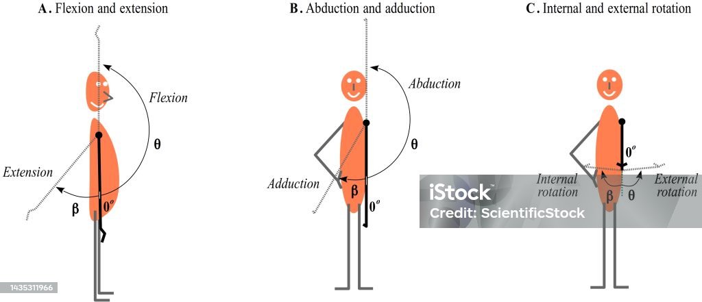 Shoulder Rotation Names Shoulder Movement Stock Illustration - Download Image Now - Scapula ...