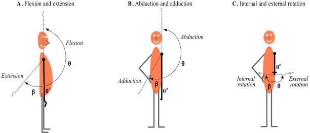 Shoulder movement Shoulder movement: flexion, extension, abduction, adduction,  external rotation  and internal rotation scapula stock illustrations