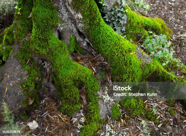 Alive Tree Root Olive Tree Root Stock Photo - Download Image Now - Color Image ...