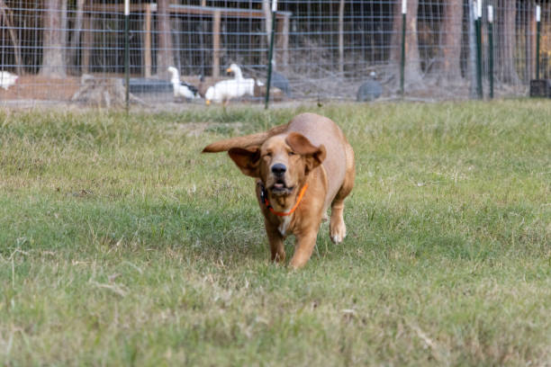 Dog running across yard toward camera stock photo