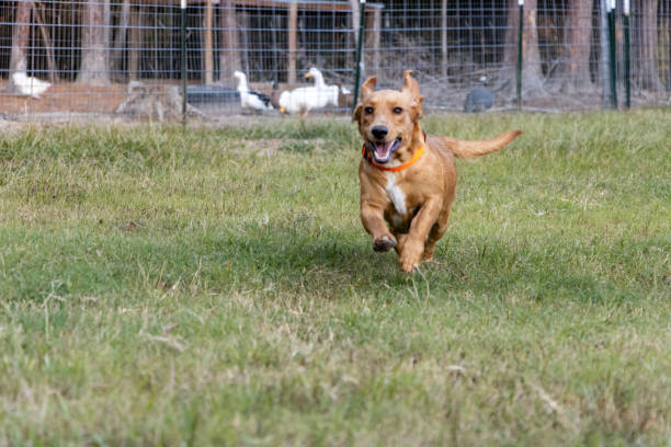 Dog running across yard toward camera stock photo