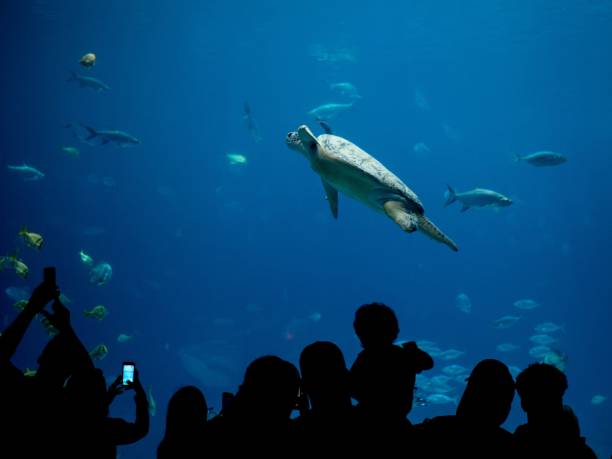 大きな青い水族館でアオウミガメ、ケロニアミダス、その他の魚を見ている - turtle green sea turtle silhouette sea ストックフォトと画像