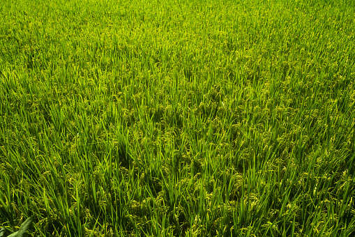 The rice is growing in the field. The rice field is under the blue sky