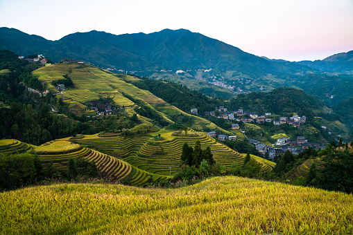 Aerial view of terraced fields at dusk, Longji Town, Guilin