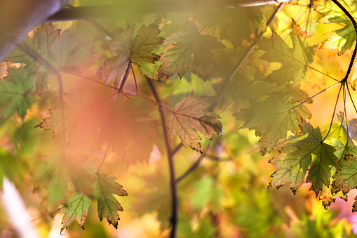 Grape vines with colorful autumn leaves in a vineyard. Selective focus