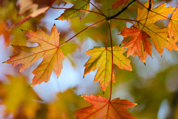 istock Autumn red maple leaves background 1435315933