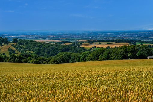 harvesting cereal crops England - generic