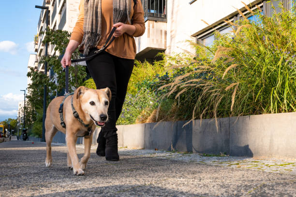 Paseo de perros mayores en la ciudad en otoño - foto de stock