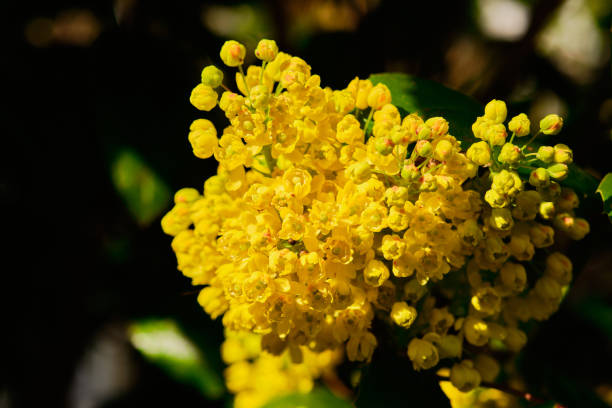 Beautiful blooming yellow mahonia aquifolium plant in Spring