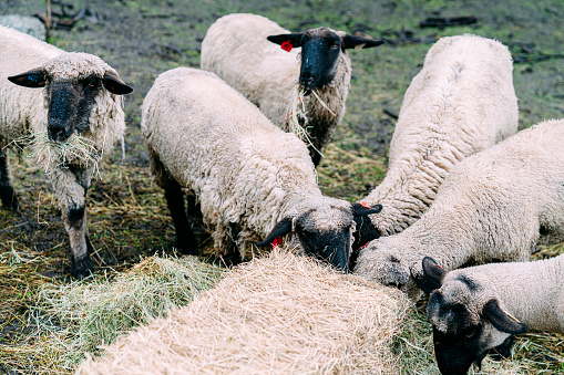 Several groups of white sheep in a paddock drink water from plastic buckets on a green meadow.
