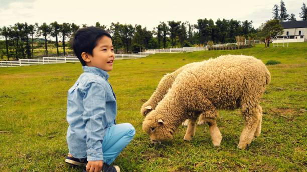 istock Little boy with two sheep in the field 1435323505