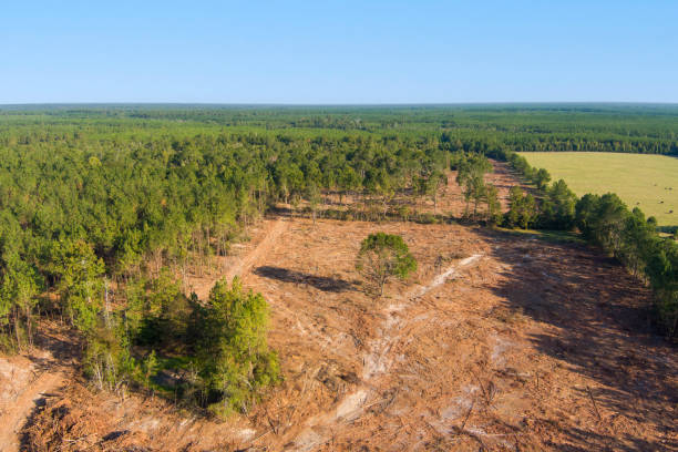 istock Aerial view of forest after deforestation 1435323694