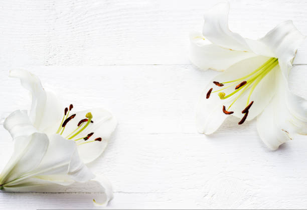 istock White lilie on white wooden background 1435323802
