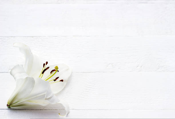 istock White lily on white wooden background 1435324181