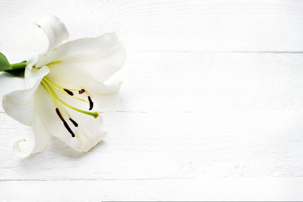 istock White lily on white wooden background 1435325017