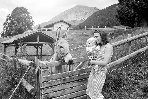Mom with her daughter having fun at farm ranch and meeting a donkey - Pet therapy concept in countryside with donkey in the educational farm - Pet therapy concept with children - Black and white