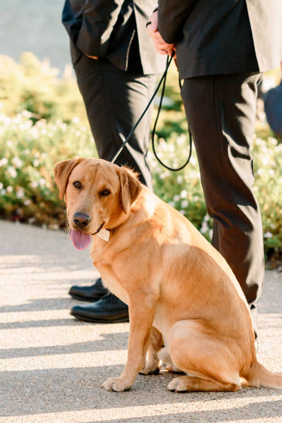 istock Dog standing by the groomsmen at a wedding ceremony 1435328421