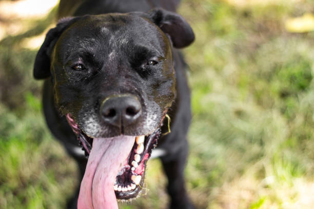 istock Mixed breed dog give a huge smiling 1435328763