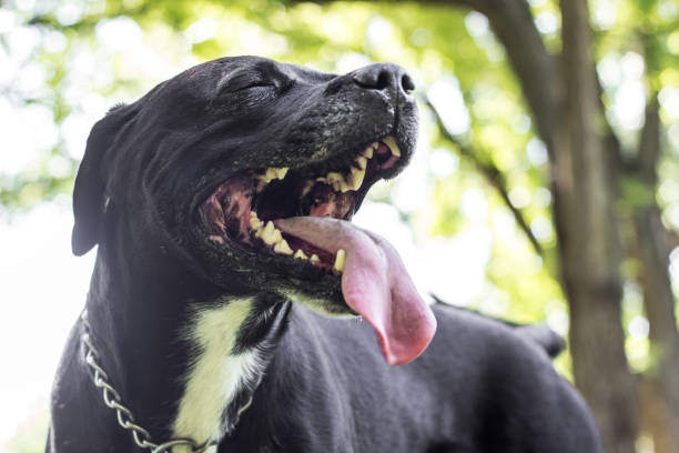 istock Mixed breed dog give a huge smiling 1435328774