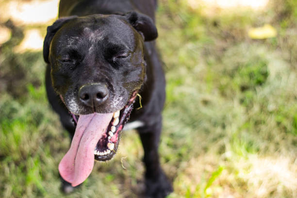 istock Mixed breed dog give a huge smiling 1435329288