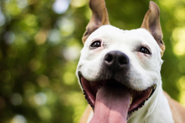 istock Dog with licking tongue 1435329359