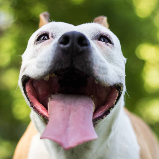 istock A happy dog spends time outside 1435329887