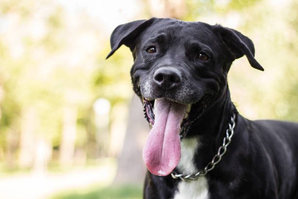istock Mixed breed dog give a huge smiling 1435330021