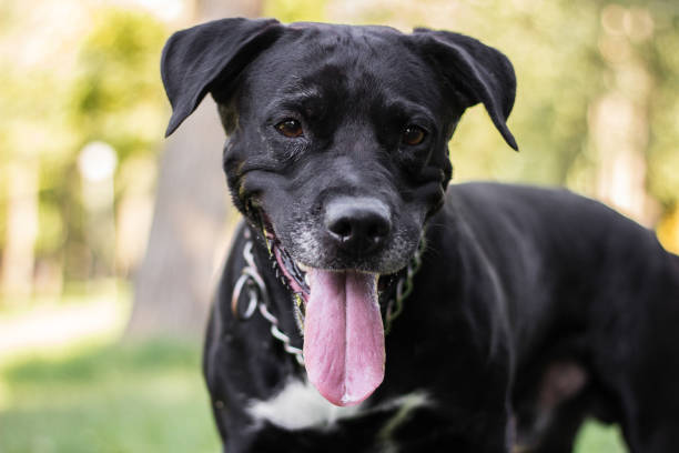 istock Mixed breed dog give a huge smiling 1435330039