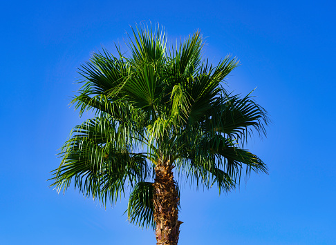 Palm Tree and Clear Blue Sky - Sunny scene with crisp tree branches against blue sky centered composition.